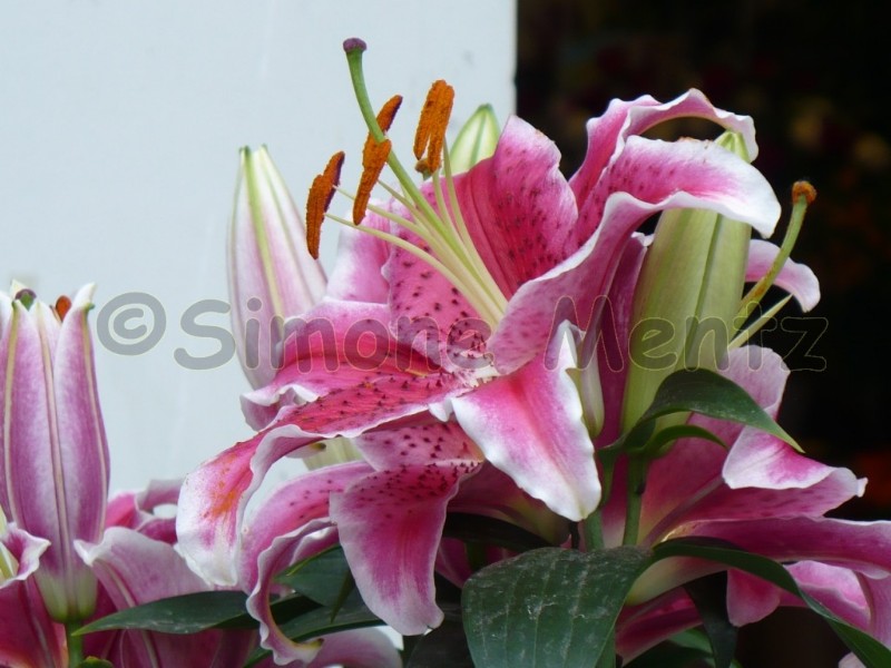 Images/Lilien_ (14).jpg